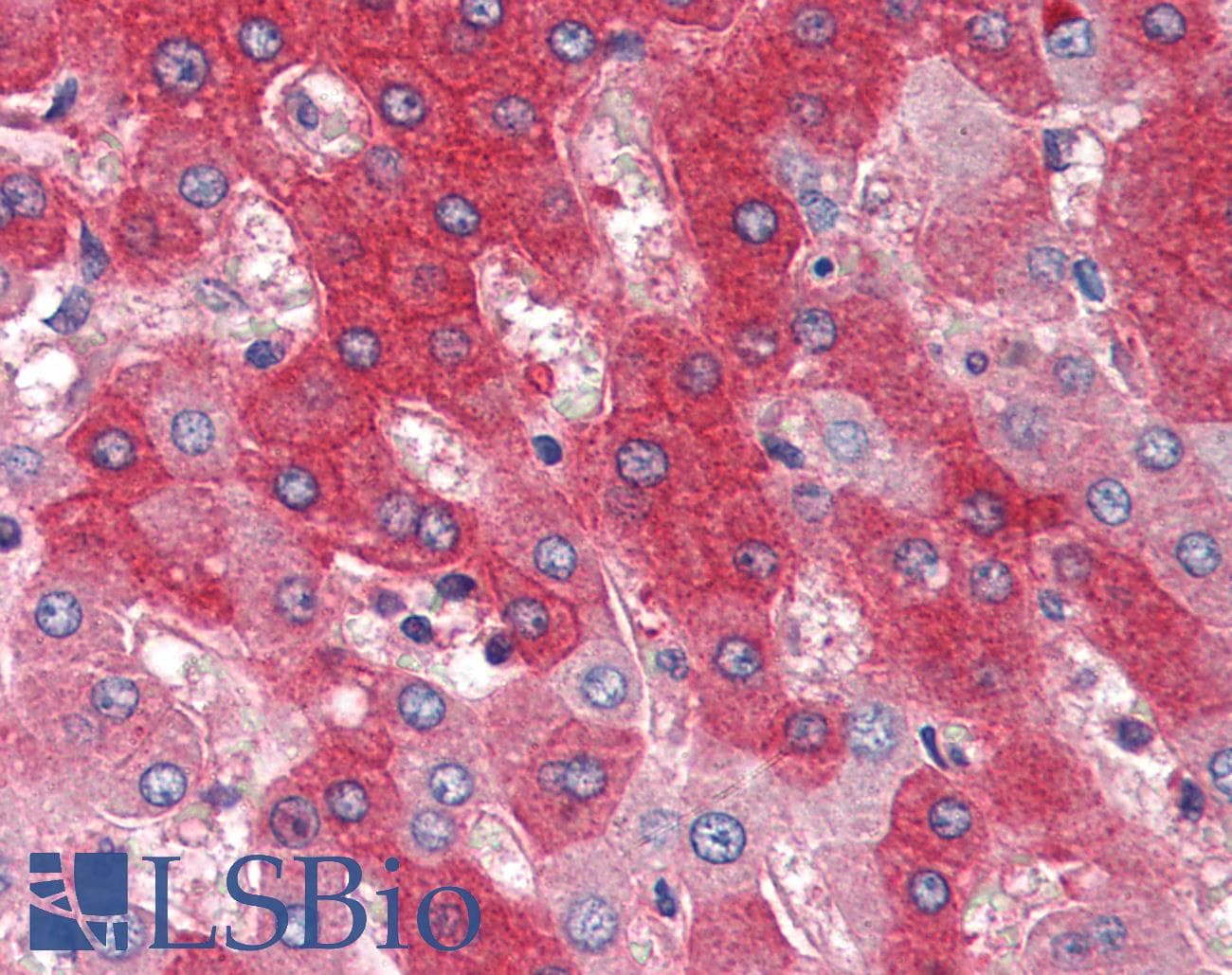 IHC-plus™ FGFR4 Antibody (clone 4H2B10B2)