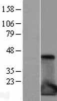 IL1RN Protein (Over-Expression Lysate Myc-DDK (Flag))