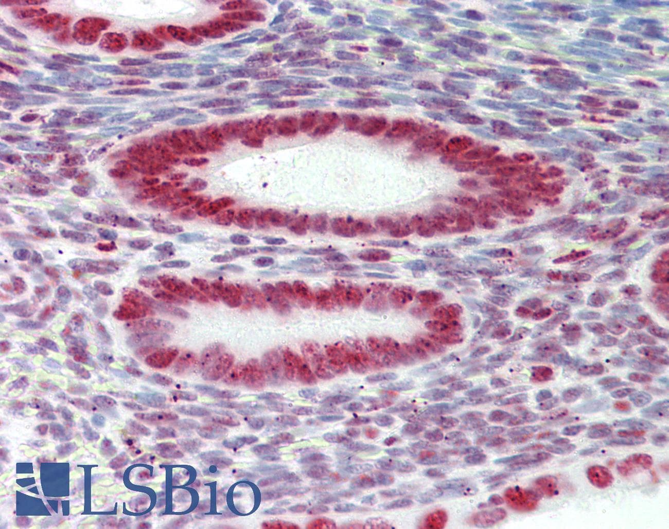 IHC-plus™ HNRNPAB Antibody (aa1-30)