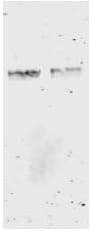 GST / Glutathione S-Transferase Antibody (clone 3D4)