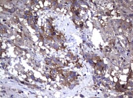 WNT3 Antibody (aa128-355, clone OTI1C5)
