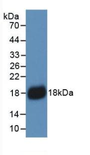 IL18 Antibody (aa37-193, Cy3)