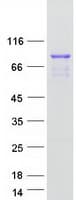 Human STON1 Protein (Recombinant Myc-DDK (Flag))