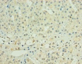 HYLS1 Antibody (aa70-299)