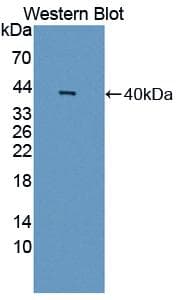 GAL4 / Galectin 4 Antibody (aa1-326)