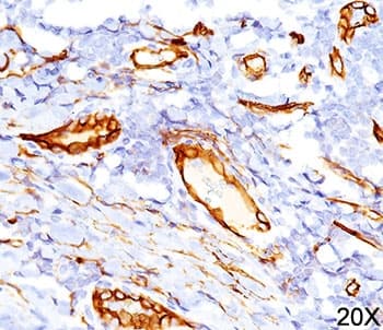 CD34 Antibody (N-Terminus, clone QBEnd/10, Azide-free, BSA-free)