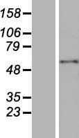 BPIFB1 Protein (Over-Expression Lysate Myc-DDK (Flag))