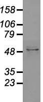 GFAP Antibody (clone OTI2D8)