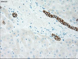 GSC / Goosecoid Antibody (aa107-257, clone OTI1D7, Carrier-free)