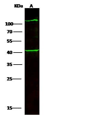 COL6A3 / Collagen VI Alpha 3 Antibody (Preservative Free)