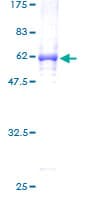 Human TCEA2 / TFIIS Protein (Recombinant GST)