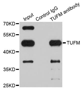 EFTU / TUFM Antibody