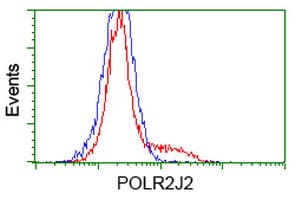 POLR2J2 Antibody (clone OTI6E9)