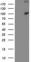 PSMD2 Antibody (clone OTI1H3)