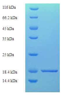 Dog TJP1 / ZO-1 Protein (Recombinant His)