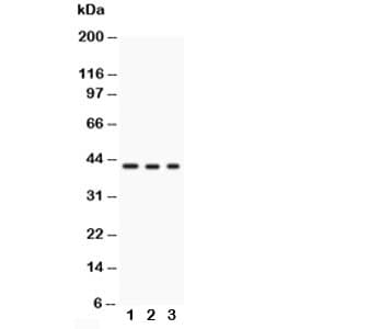GAP43 Antibody (aa216-238)