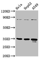 Polyclonal Rabbit anti-Human PURA / Pur-Alpha Antibody (WB)