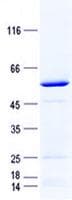 Human RCAN2 / RCN2 Protein (Recombinant GST, N-terminus + His, C-terminus)