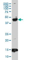 PBX3 Antibody (clone 1A9)