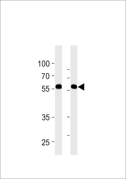 RFTN1 / Raftlin Antibody (aa169-198)