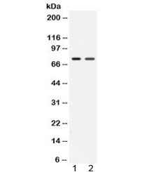 ACVR2 / ACVR2A Antibody