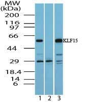 KLF15 Antibody (aa100-150)