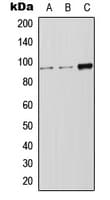 LRP12 Antibody (Internal)