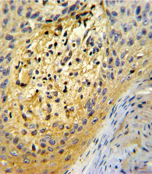 Polyclonal Rabbit anti-Human Osteonectin / SPARC Antibody (aa224-251, IHC, WB)
