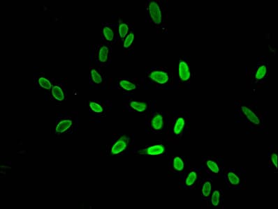 Polyclonal Rabbit anti-Human HIST1H4I Antibody (IHC, IF, WB)