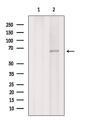 EYA3 Antibody