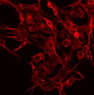 EFNA5 / Ephrin A5 Antibody