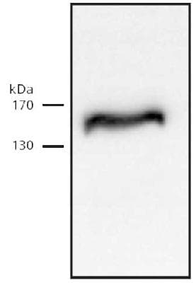 RAD21 Antibody (C-Terminus, clone CM110-2C10, DY488)