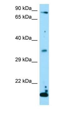 TSNAX / TRAX Antibody (aa134-183)