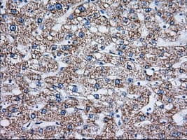 TTC32 Antibody (clone OTI5B6)