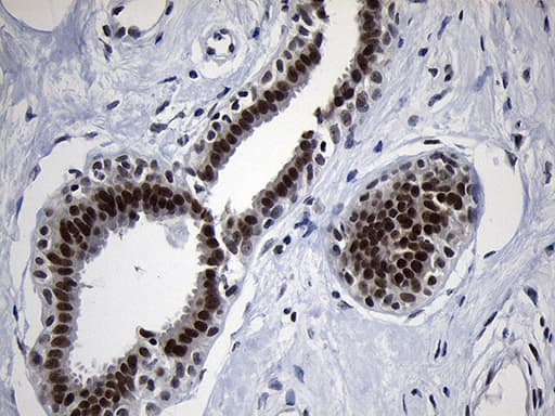 Monoclonal Mouse anti-Human ZHX2 / RAF Antibody (clone OTI2E11, aa595-837, IHC, WB)
