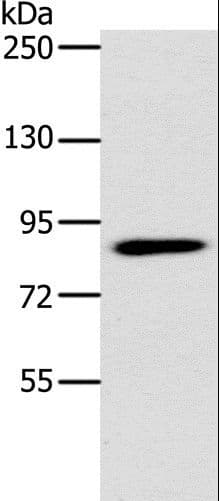 PLEKHG6 Antibody