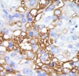 MAP4K1 / HPK1 Antibody (aa321-350)
