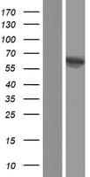IMPDH1 Protein (Over-Expression Lysate Myc-DDK (Flag))
