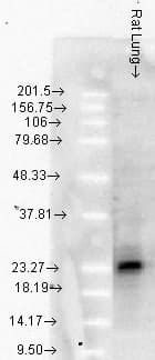 HSPB1 / HSP27 Antibody (clone 8A7, PerCP)
