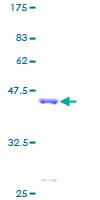 Human MAP1LC3B / LC3B Protein (Recombinant GST)
