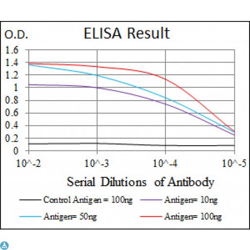 CD71 / Transferrin Receptor Antibody