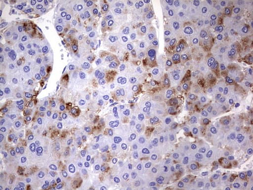 NRBF2 Antibody (clone OTI1A8)