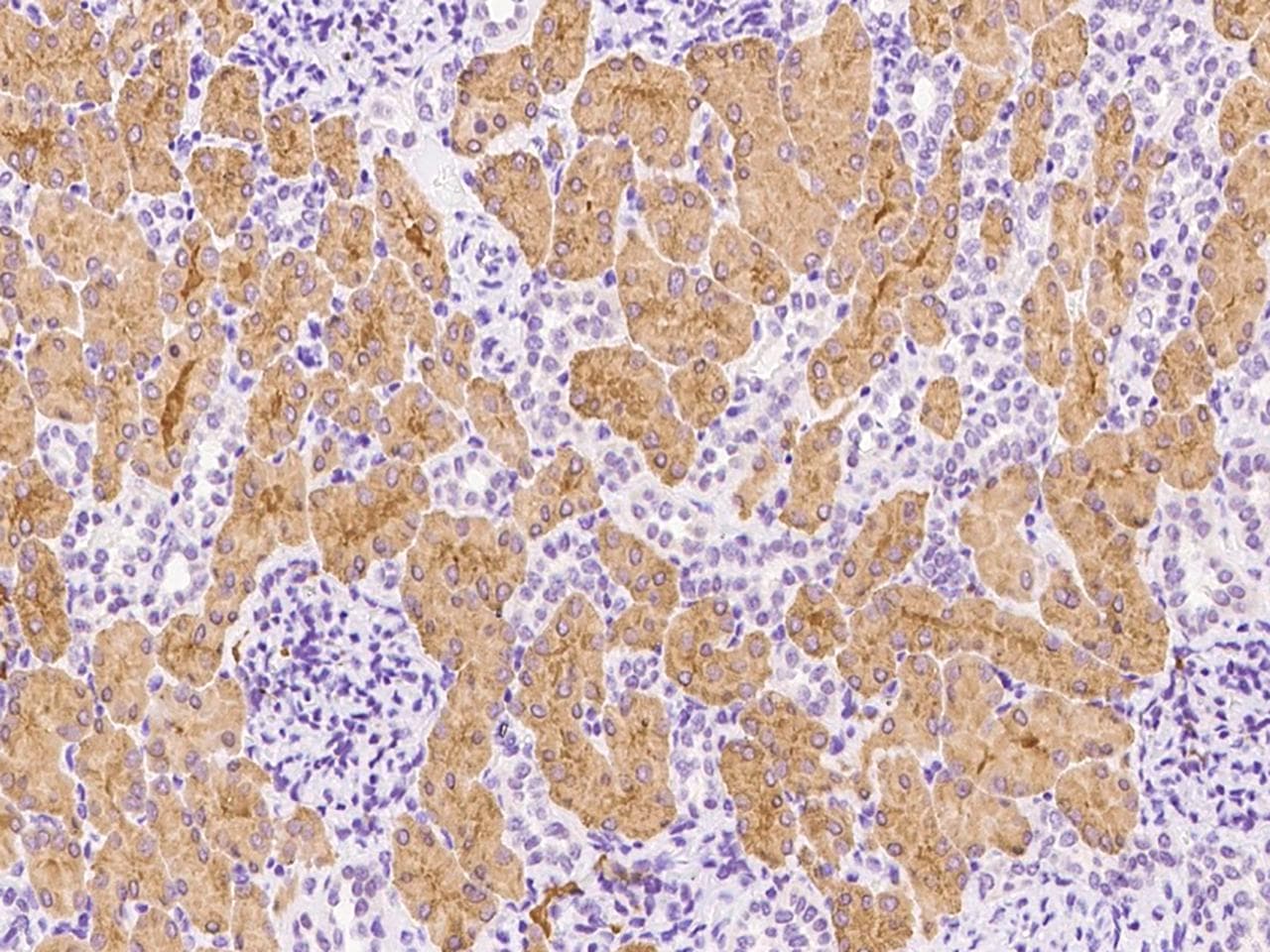 WNT16 Antibody (Preservative Free)