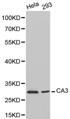 CA3 / Carbonic Anhydrase III Antibody