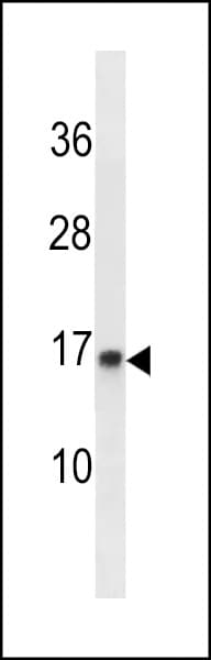 POMP / HSPC014 Antibody (aa105-131)