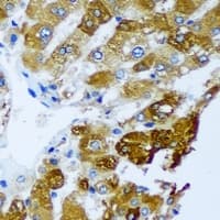 GHBP / BLVRB Antibody