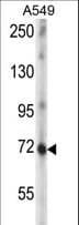 ZNF429 Antibody (aa646-674)