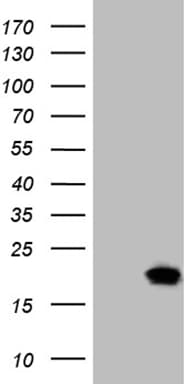 SDHAF1 Antibody (clone OTI8F10, Carrier-free)