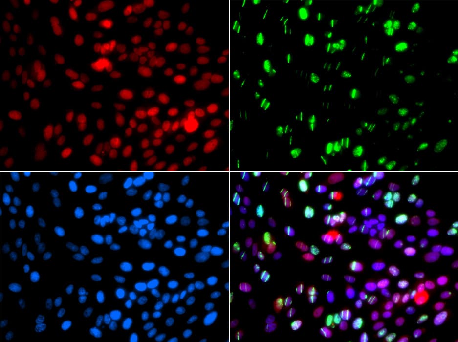 Polyclonal Rabbit anti-Human POLD3 Antibody (IHC, IF, WB)