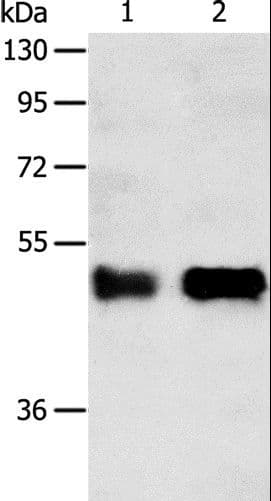 SERPINA5 / PCI Antibody